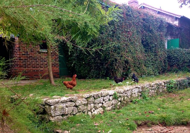 Monet - Chickens