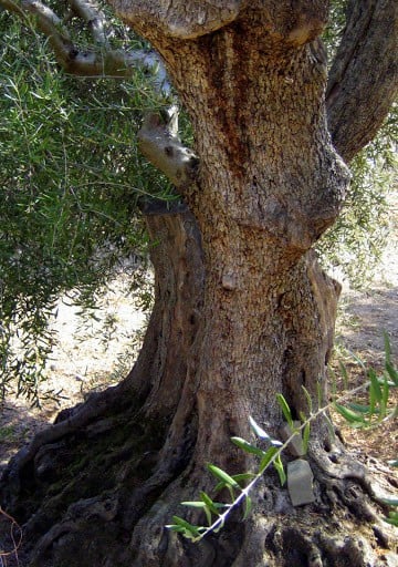 500-year-old-olive-trees-tuscany-3