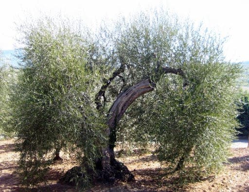500-year-old-olive-trees-tuscany