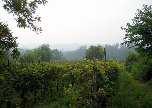 asti-italy-vineyard