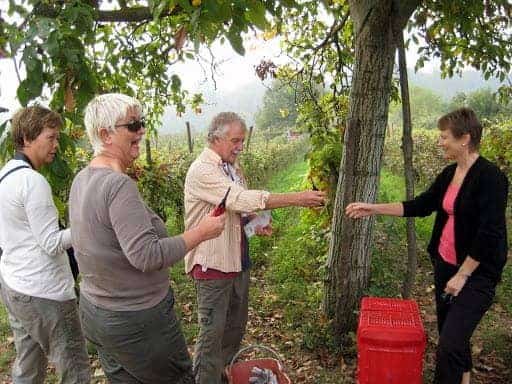 The Harvest, Stomping Grapes, and Eating Lunch