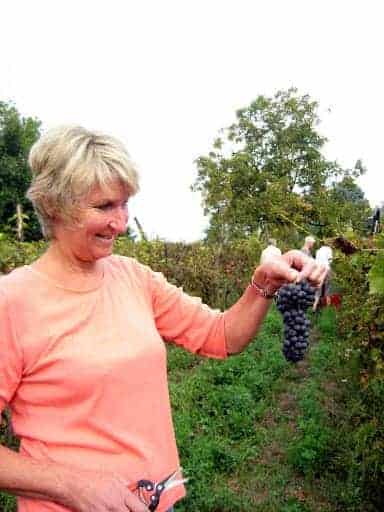 piedmont-grape-picking