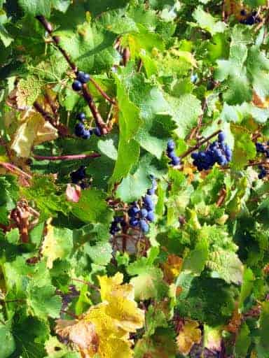 sangiovese-grape