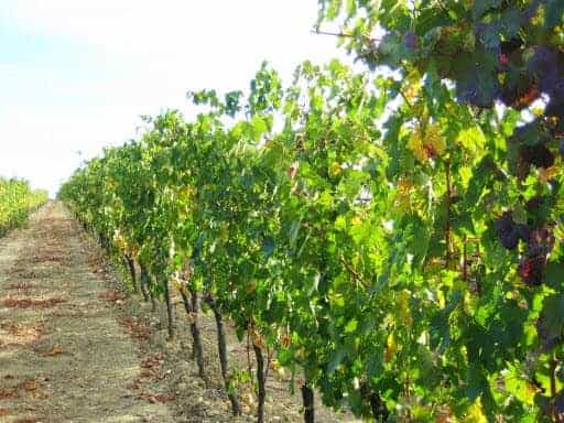 tuscan-vineyard