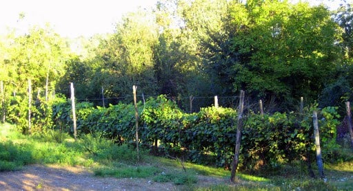 villa-sampaguita-vinyard