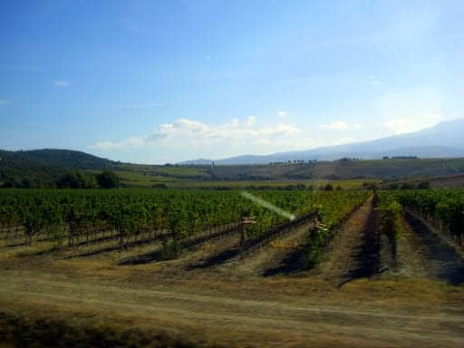 vineyard-from-the-road